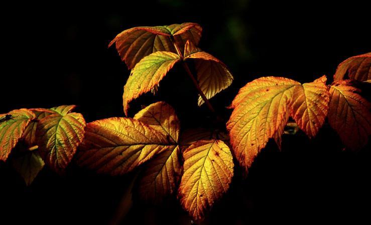 Lecologico in the fight against autumn allergies